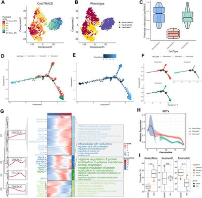 Exploring key genes associated with neutrophil function and neutrophil extracellular traps in heart failure: a comprehensive analysis of single-cell and bulk sequencing data